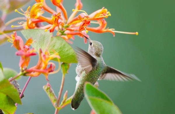 honeysuckleendearment