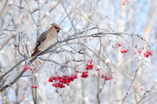 winterberries201